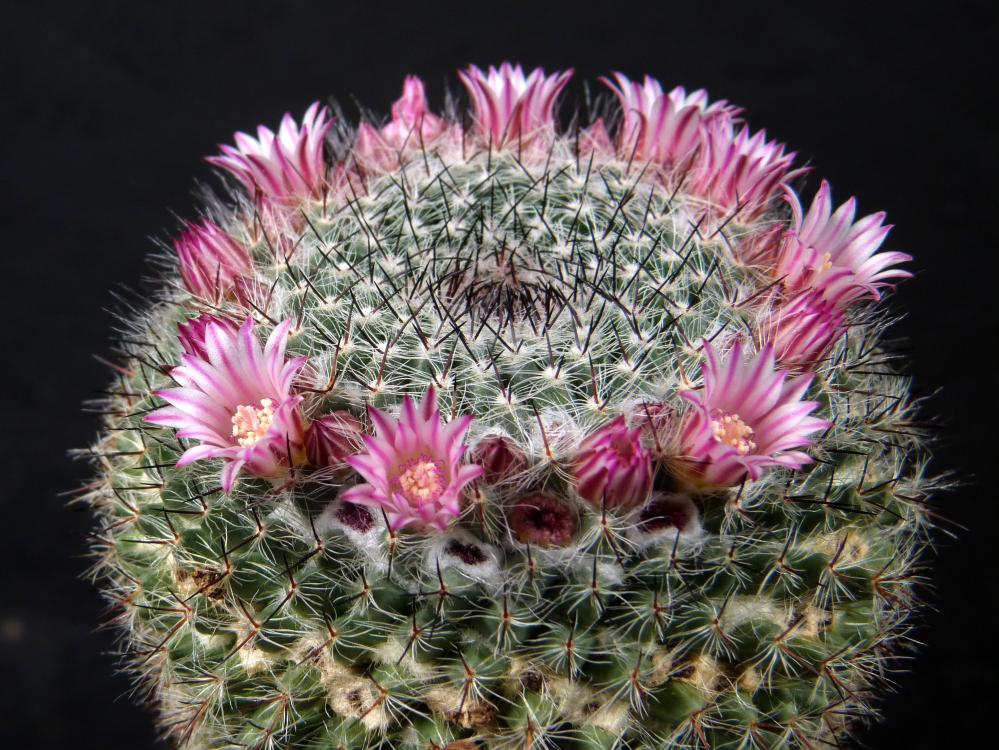 Mammillaria